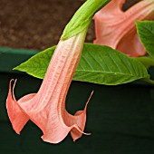 BRUGMANSIA SUPER SPOT