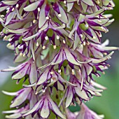 EUCOMIS BICOLOR,  PINEAPPLE LILY