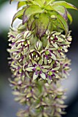 EUCOMIS BICOLOR,  PINEAPPLE LILY