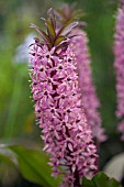 EUCOMIS COMOSA SPARKLING BURGUNDY,  PINEAPPLE LILY