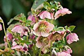 HELLEBORE,  WINTER ROSE