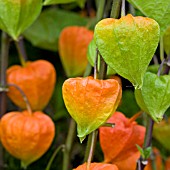 PHYSALIS ALKEKENGII FRANCHETII,  CHINESE LANTERN