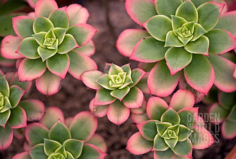 AEONIUM_KIWI