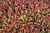 DROSERA SLACKII