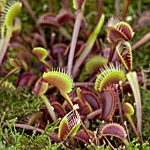 DIONAEA MUSCIPULA ROYAL RED,  THE VENUS FLY TRAP