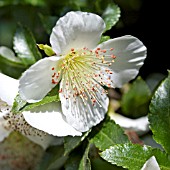 EUCRYPHIA GLUTINOSA