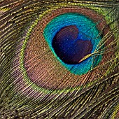 PEACOCK FEATHER