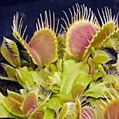 DIONAEA MUSCIPULA,  VENUS FLY TRAP