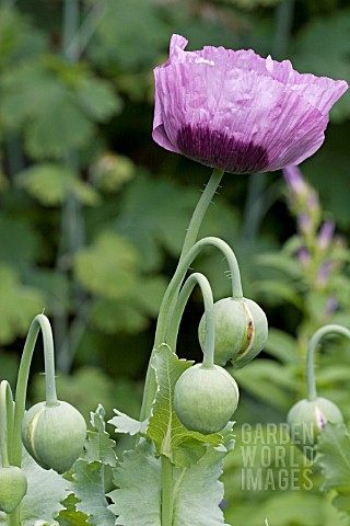 PAPAVER_FLOWER_AND_BUDS