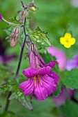 REHMANNIA ELATA