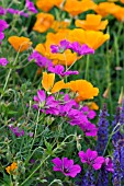 MIXED BORDER WITH ESCHSCHOLZIA CALIFORNICA AND GERANIUM