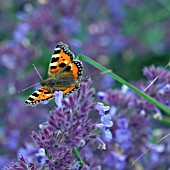 RED ADMIRAL BUTTERFLY ON SALVIA NEMOROSA AMETHYST