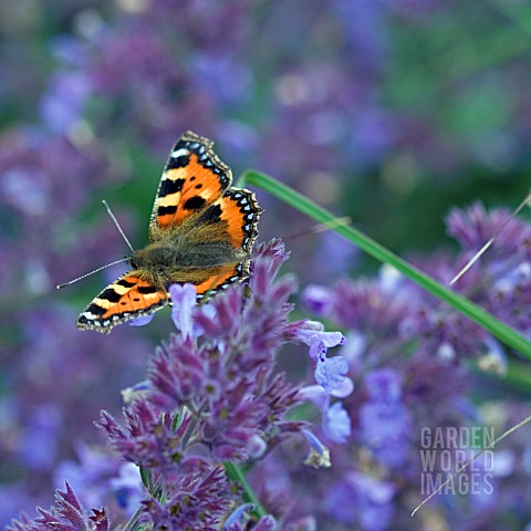 RED_ADMIRAL_BUTTERFLY_ON_SALVIA_NEMOROSA_AMETHYST
