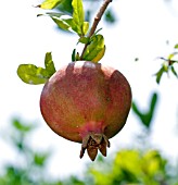 POMEGRANATE FRUIT