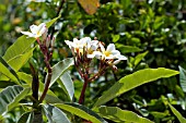 PLUMERIA ALBA