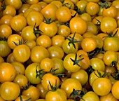 TOMATO GOLDEN DELIGHT