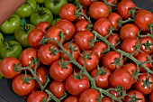 TOMATO CLARET