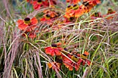 HELENIUM AND STIPA IN ASSOCIATION