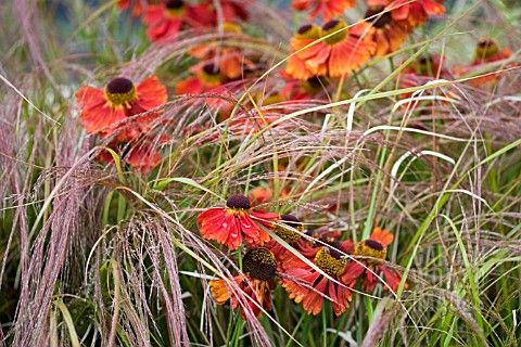 HELENIUM_AND_STIPA_IN_ASSOCIATION