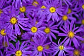 ASTER,  MICHELMAS DAISY