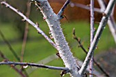 RUBUS THIBETANUS SILVER FERN