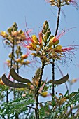 CAESALPINIA GILLIESII