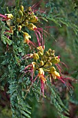 CAESALPINIA GILLIESII