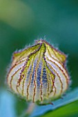 HIBISCUS TRIONUM BUD