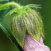 HIBISCUS TRIONUM,  FLOWER OF THE HOUR