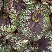 BEGONIA LESCARGOT