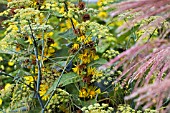 ANETHUM GRAVEOLENS; DILL AND INULA HOOKERII IN ASSOCIATION