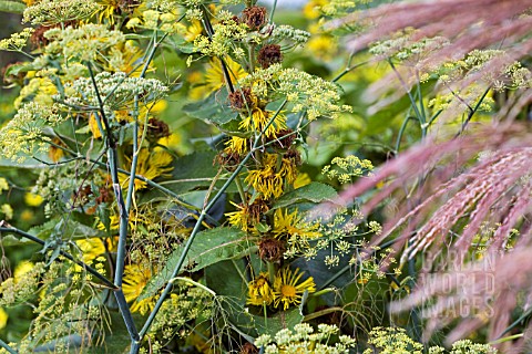 ANETHUM_GRAVEOLENS_DILL_AND_INULA_HOOKERII_IN_ASSOCIATION