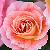 ROSA SPANGLES