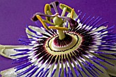 PASSIFLORA CAERULEA,  PASSIONFLOWER