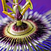 PASSIFLORA CAERULEA,  PASSIONFLOWER