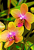 POSTERISED PHALAENOPSIS BROTHER SARA GOLD,  ORCHID