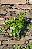 CENTRANTHUS RUBER ON WALL,  RED VALERIAN