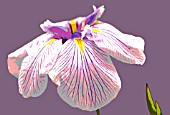 IRIS ENSATA PINSTRIPE POSTERISED