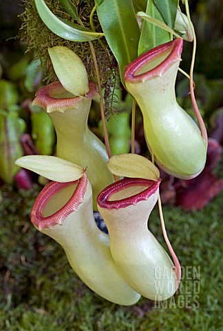 NEPENTHES_VENTRICOSA_MONKEY_CUP