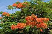 POINCIANA,  ROYAL POINCIANA,  FLAMBOYANT TREE,  FLAME TREE