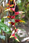 HELICONIA PLATYSTACHYS,  LOBSTER CLAW