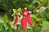 MUSSAENDA ERYTHROPHYLLA