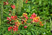 DWARF POINCIANA,  PEACOCK FLOWER,  PRIDE OF BARBADOS