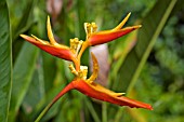 HELICONIA AFTER THE RAIN