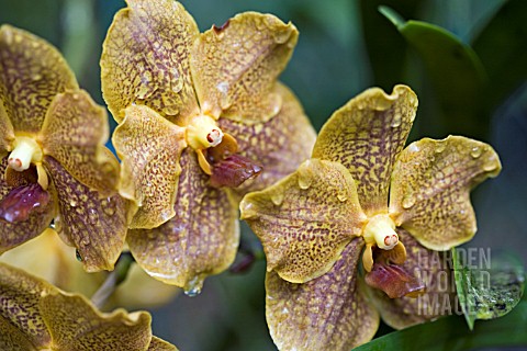 VANDA_KULTANA_FRAGRANCE_X_VANDA_THARADEE__ORCHID