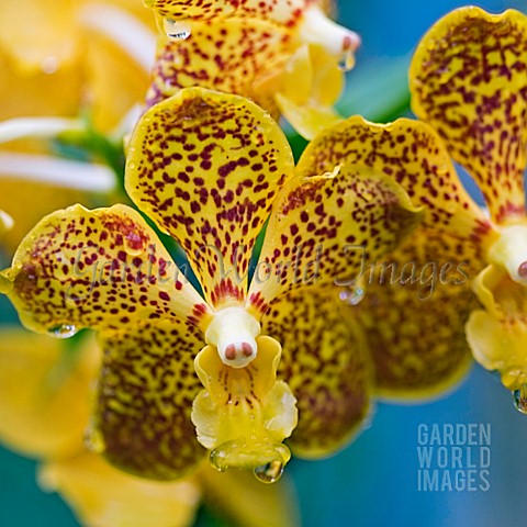 ASCOCENDA_SURAT_SPOT__ORCHID