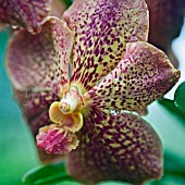 VANDA KULTANA FRAGRANCE X ASCOCENDA THAI SPOT,  ORCHID