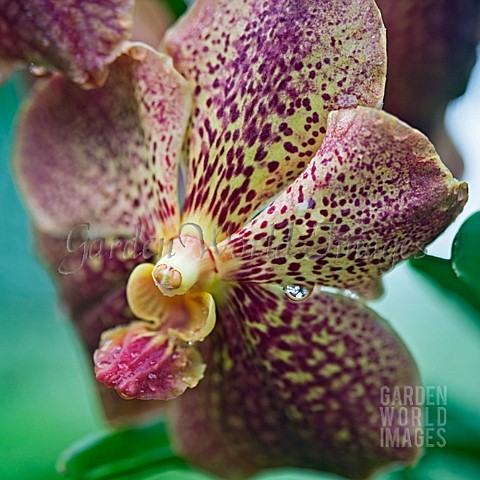 VANDA_KULTANA_FRAGRANCE_X_ASCOCENDA_THAI_SPOT__ORCHID