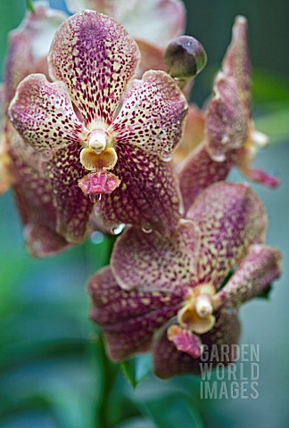 VANDA_KULTANA_FRAGRANCE_X_ASCOCENDA_THAI_SPOT__ORCHID