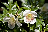 EUCRYPHIA GLUTINOSA